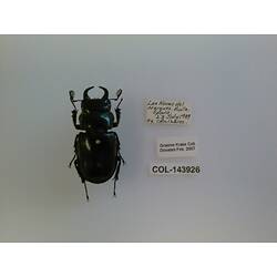 Dorsal view of pinned beetle specimen with labels.