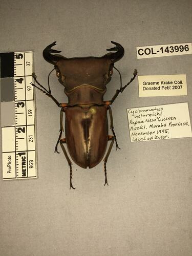 Shiny metallic brown beetle specimen with large mandibles, pinned next to text labels.