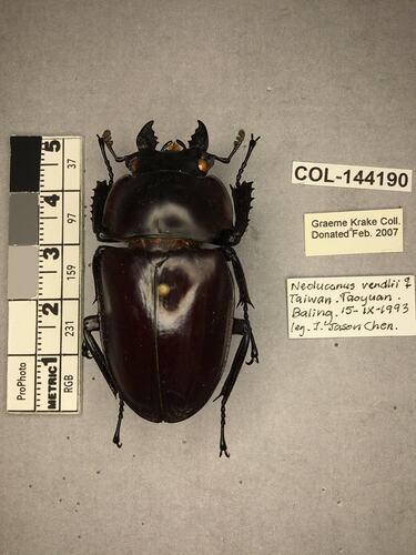 Shiny black beetle specimen with large mandibles, pinned next to text labels.