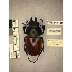 Dorsal view of pinned beetle specimen with labels.
