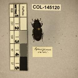 Shiny brown beetle specimen with large mandibles, pinned next to text labels.
