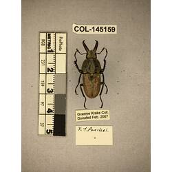 Dorsal view of pinned beetle specimen with labels.