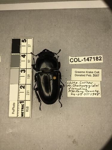 Shiny brown beetle specimen with large mandibles, pinned next to text labels.