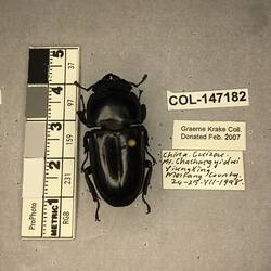 Shiny brown beetle specimen with large mandibles, pinned next to text labels.