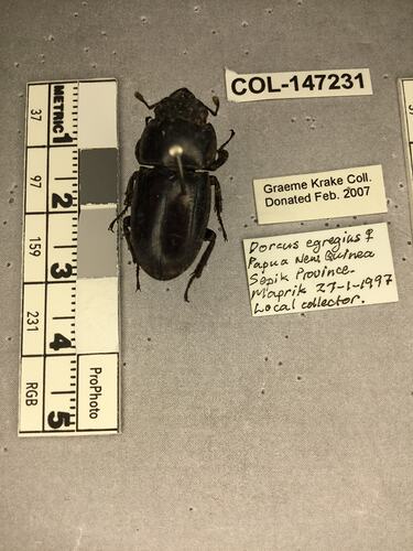 Shiny brown beetle specimen with large mandibles, pinned next to text labels.