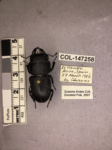 Shiny brown beetle specimen with large mandibles, pinned next to text labels.