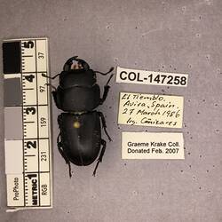 Shiny brown beetle specimen with large mandibles, pinned next to text labels.