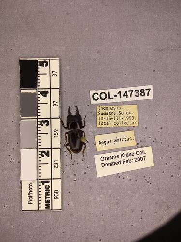 Shiny brown beetle specimen with large mandibles, pinned next to text labels.