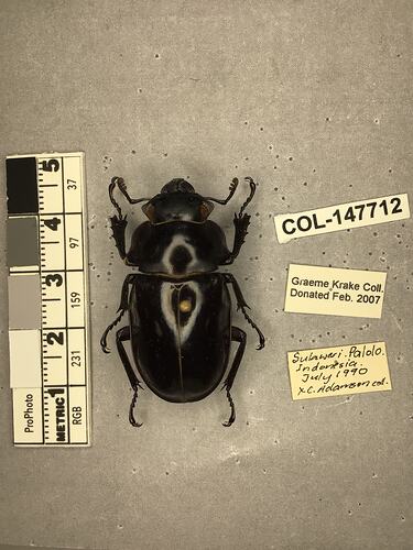 Shiny brown beetle specimen with large mandibles, pinned next to text labels.