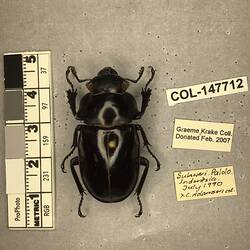 Shiny brown beetle specimen with large mandibles, pinned next to text labels.