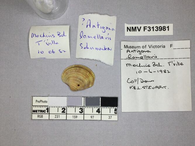 Dry Venus Clam shell beside labels.