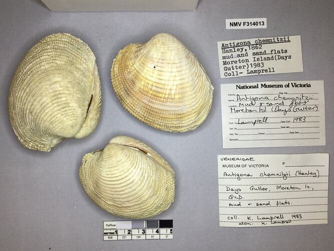 Dry Venus Clam shells beside labels.