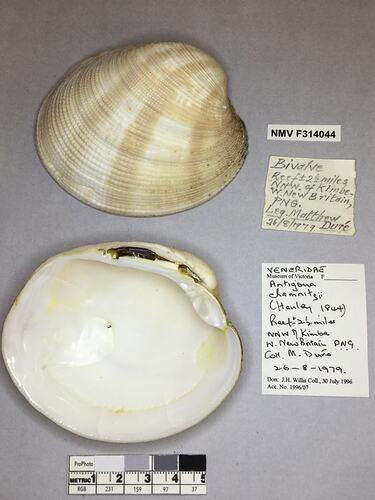 Dry Venus Clam shell beside labels.