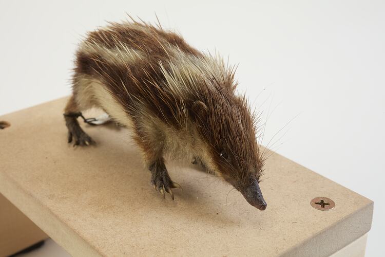 <em>Hemicentetes semispinosus</em>, Lowland Streaked Tenrec. [C 30196]