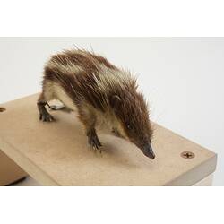 <em>Hemicentetes semispinosus</em>, Lowland Streaked Tenrec. [C 30196]