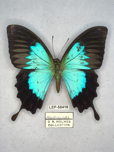 Pinned butterfly specimen beside label.