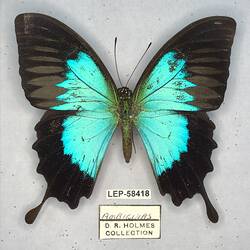 Pinned butterfly specimen beside label.