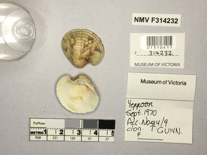 Dry Venus Clam shells beside labels.