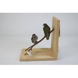 <em>Chalcites lucidus</em>, Shining Bronze-Cuckoo. [B 7204, B 21263]
