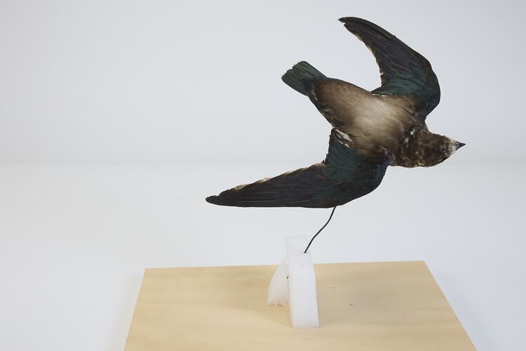 <em>Hirundapus caudacutus caudacutus</em>, White-throated Needletail. [B 32369]