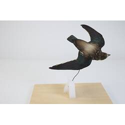 Our Wondrous Planet, Our Wild Family: Taxidermy Mount - White-throated Needletail, <em>Hirundapus caudacutus caudacutus</em> (Latham, 1801)