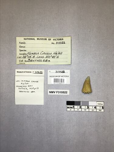 Dry stony coral specimen beside labels.