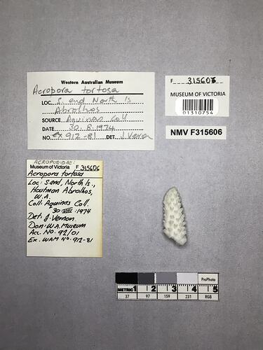 Dry stony coral specimen beside labels.