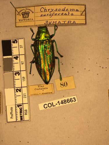Dorsal view of pinned beetle specimen with labels.