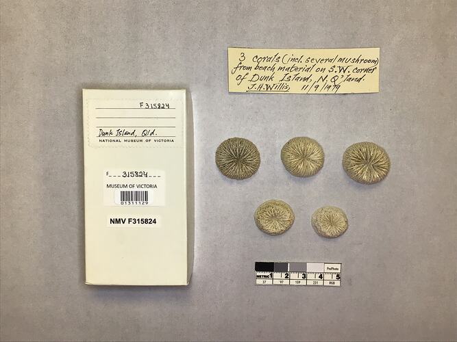 Dry stony coral specimens beside labels.