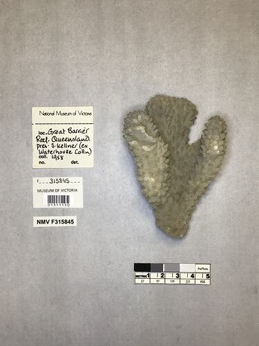 Dry stony coral specimen beside labels.
