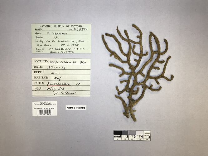 Dry soft coral specimen beside labels.
