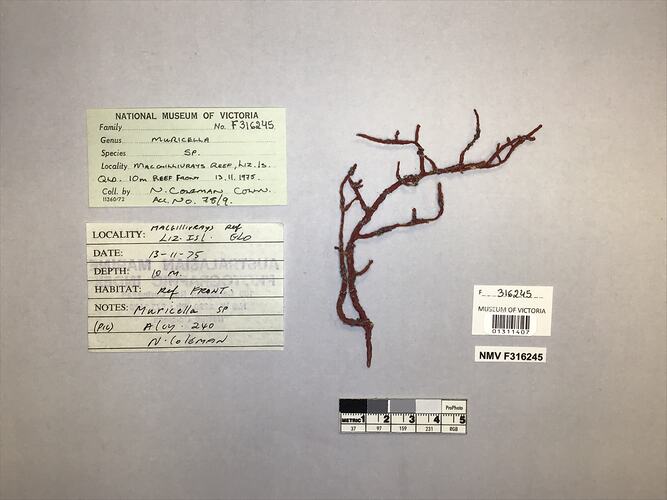 Dry soft coral specimen beside labels.