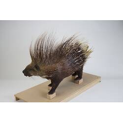 <em>Hystrix cristata</em>, Crested Porcupine. [C 30179]
