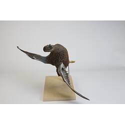 <em>Spatula rhynchotis</em>, Australasian Shoveler. [R 11526]