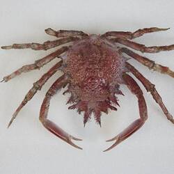 <em>Maja crispata</em>, Lesser Spider Crab. [J 44706]