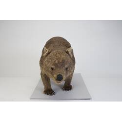 <em>Vombatus ursinus</em>, Bare-nosed Wombat. [C 28201]