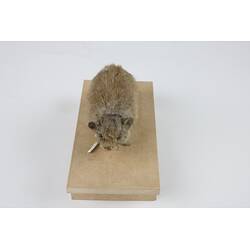 <em>Ochotona alpina</em>, Alpine Pika. [C 30033]
