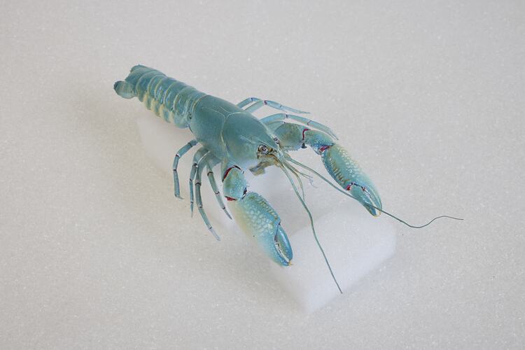 <em>Cherax destructor</em>, Yabby. [J 13164]