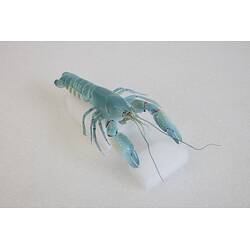 <em>Cherax destructor</em>, Yabby. [J 13164]