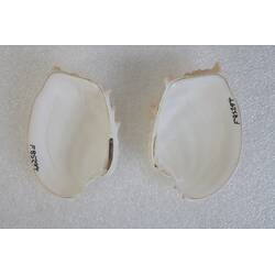 <em>Bassina disjecta</em>, Frilled Venus Shell. [F 85294]