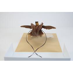 <em>Paradisaea rubra</em>, Red Bird-of-Paradise. [18860]
