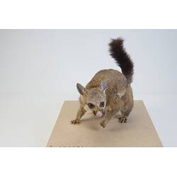 <em>Trichosurus vulpecula</em>, Common Brush-tailed Possum. [C 36381]