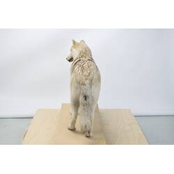 <em>Canis lupus occidentalis</em>, Mackenzie Valley Wolf. [C 23546]