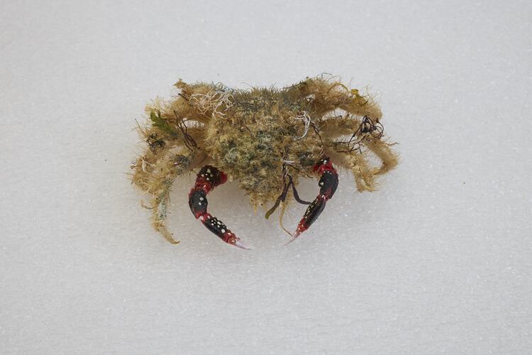 <em>Notomithrax ursus</em>, Bear Seaweed Crab. [J 23182]