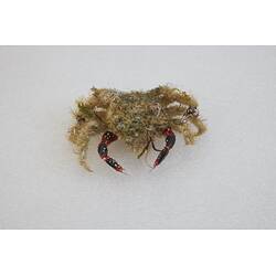 Our Wondrous Planet, Reef: Dry Specimen - Bear Seaweed Crab, <em>Notomithrax ursus</em> (Herbst, 1788)