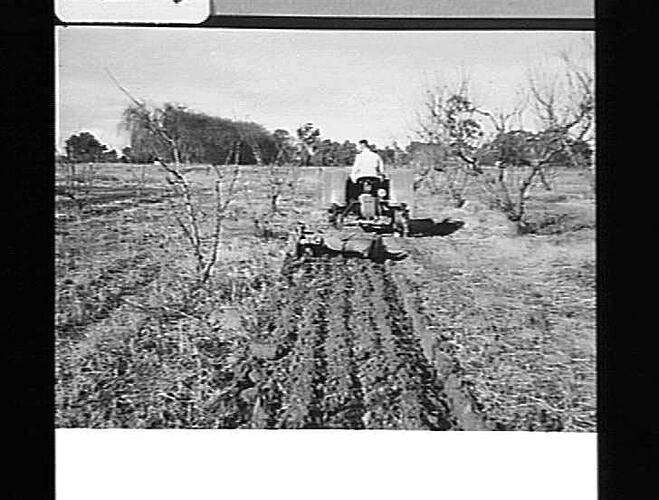 EXP. OFF-SET DISC CULTIVATOR AT WORK IN ORCHARD AT KYABRAM, VIC: JUNE 1943