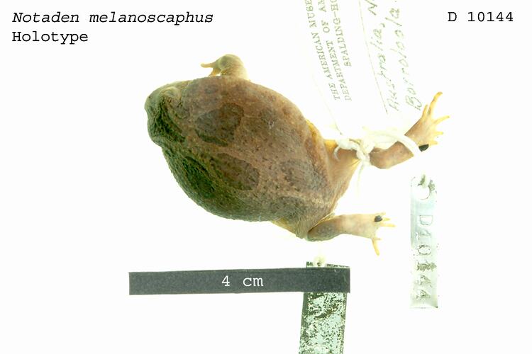 Dorsal view of frog with specimen labels.
