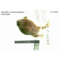 Dorsal view of frog with specimen labels.