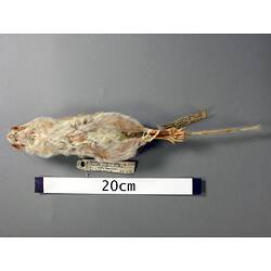Ventral view of mouse study skin with specimen labels.