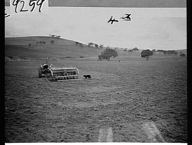 `SUNTRAC' CULTIVATING VERY HARD & DRY LAND, CARRYING A DENSE GROWTH OF GREEN CLOVER & RYE TO A HEIGHT OF 8 FT. PHOTOS TAKEN BY F. LLOYD CLARKE ON HIS FARM AT BOOROWA, N.S.W.: JULY 1950